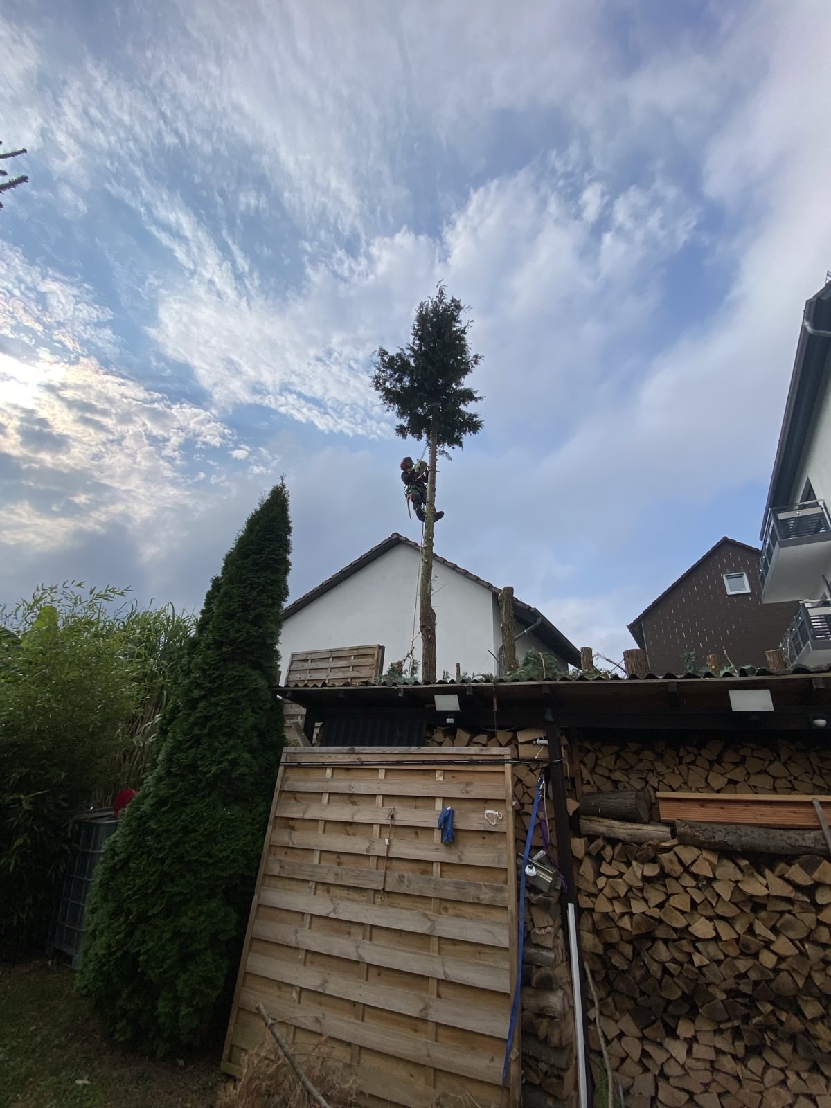 Schnelle und effiziente Baumfällung 