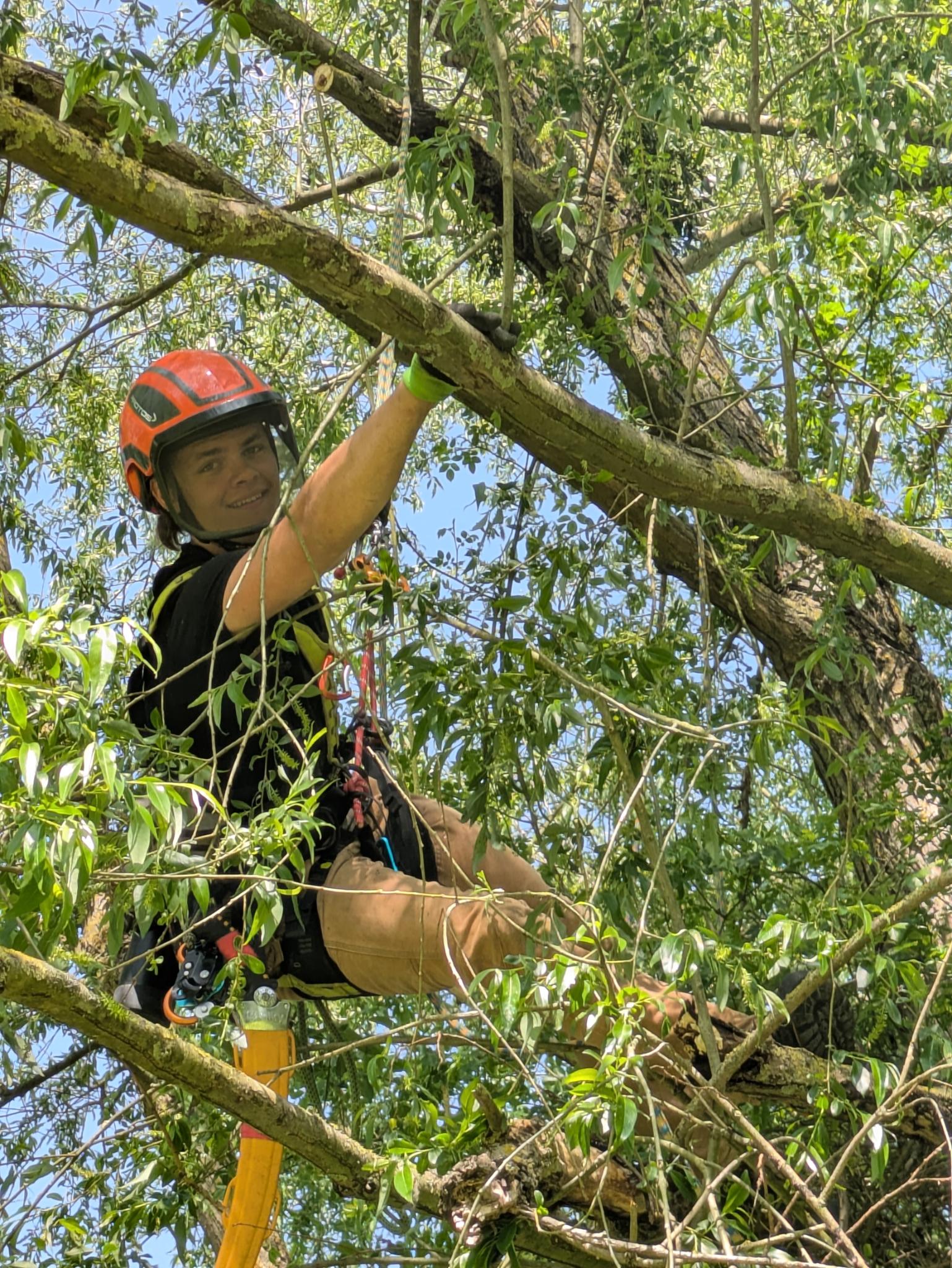 Baumpfleger Joris Werkhausen